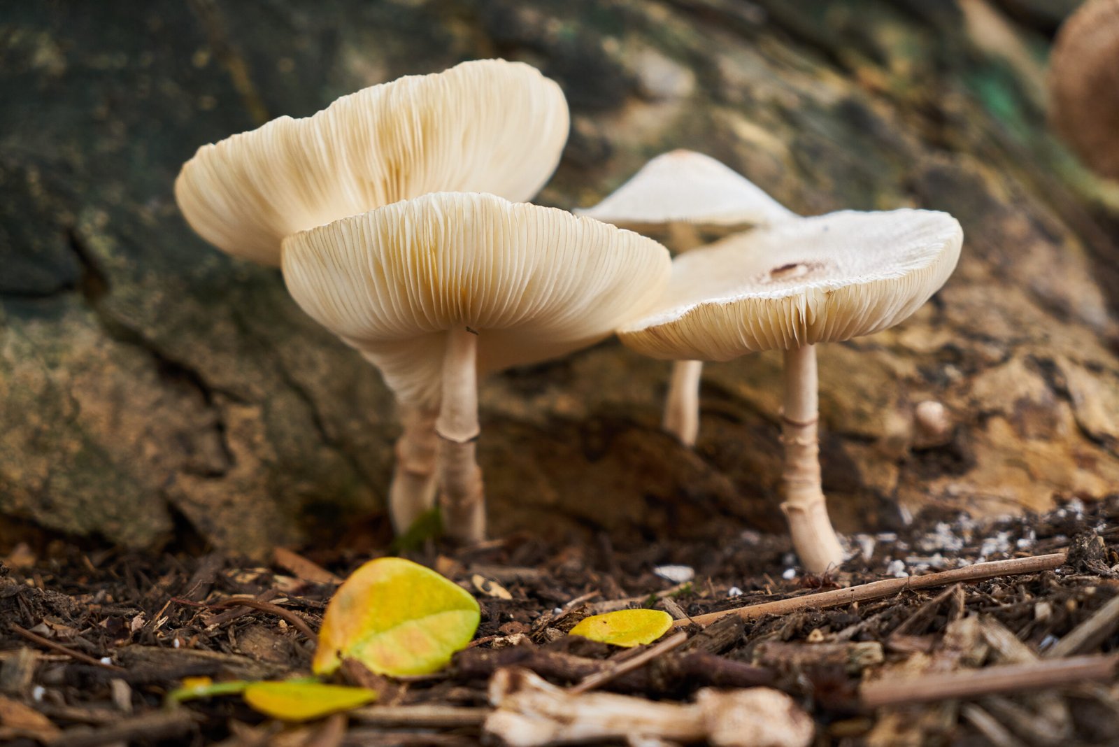 Lion’s Mane Mushrooms