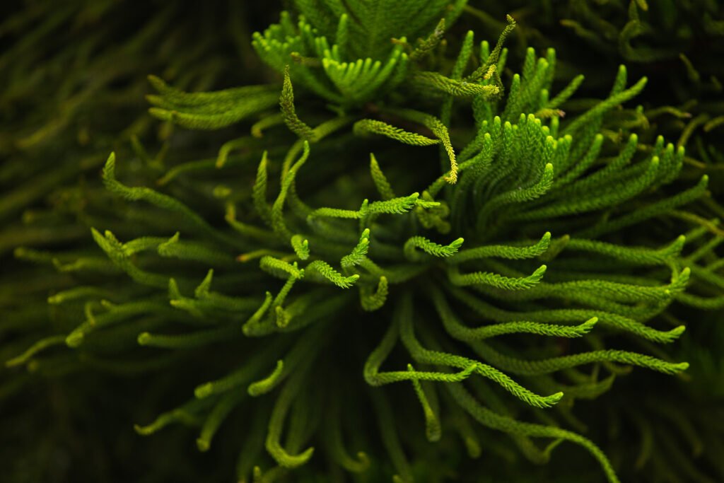 Sea Moss